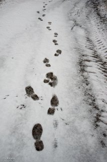 Empreintes de pas dans la neige. Trièves, Isère