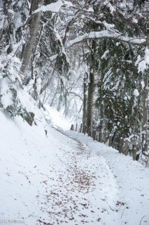Sentier enneigé en Matheysine. Isère