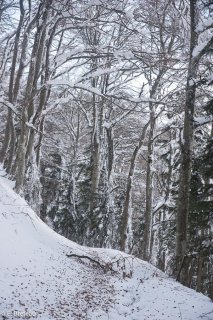 Sentier enneigé en Matheysine. Isère