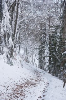 Sentier enneigé en Matheysine. Isère