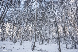 Forêt enneigé en Matheysine. Isère