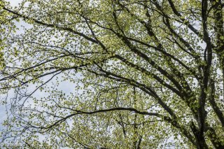 Jeunes feuilles de Hètre. Forêt du Trièves