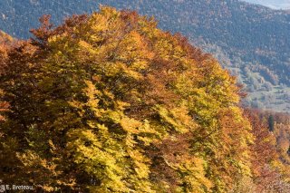 Hêtres aux couleurs d'automne