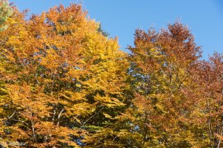 Hêtres aux couleurs d'automne