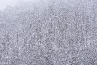 Tempête de neige sur une forêt du Trièves. Isère