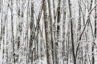 Forêt de Hêtres dans le Trièves. Hêtraie. Isère