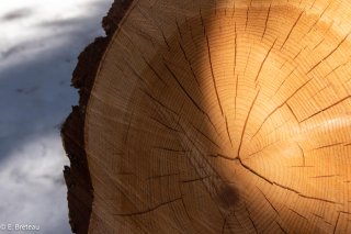 Cernes de croissance d'un résineux. Forêt de Matheysine. Isère