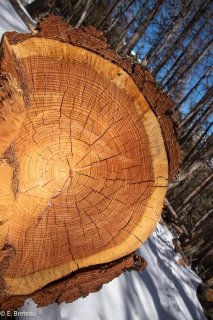 Cernes de croissance d'un résineux. Forêt de Matheysine. Isère