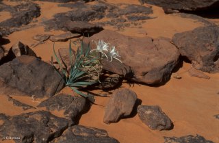 Une fleur au fond d'un oued