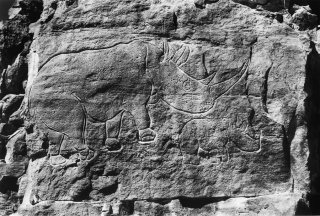 Gravure rupestre représentant un rhinocéros et son petit