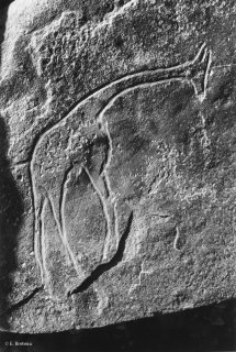 Gravure rupestre représentant une girafe