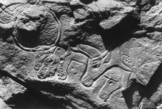 Gravures rupestres représentant des bovins