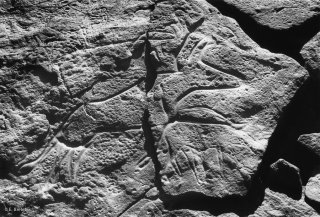 Gravure rupestre représentant un bovin