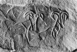 Gravure rupestre représentant des mouflons ? à Tin Amutin