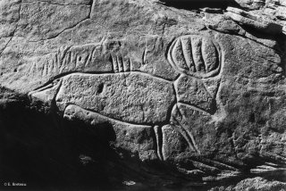 Gravure rupestre représentant un bovin. Ses cornes sont ornées