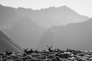 Troupeau de moutons en alpage à la Salette (Isère)