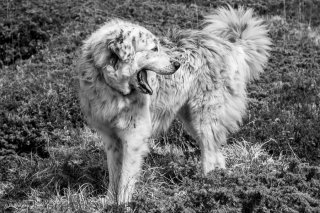 Neige, chienne Patou à Lavaldens. Isère