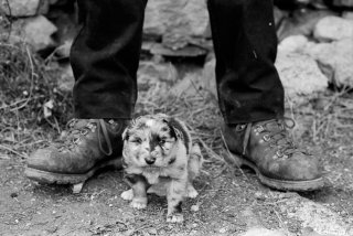 Chiot de berger Border Collie