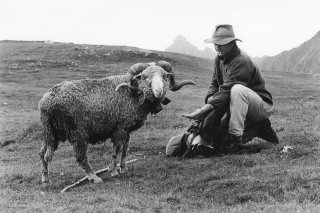 Pascal, berger dans le Beaufortin avec son mouton meneur