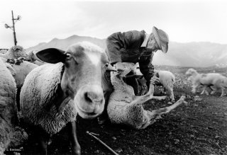 Henri, éleveur et berger dans le Champsaur soigne le pied d'une brebis. Hautes-Alpes