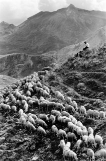 Matthieu, berger dans le Champsaur. Hautes-Alpes