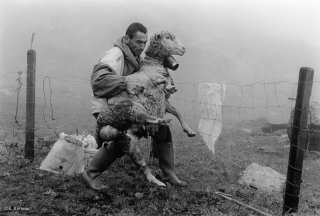 Alain, berger dans le Valgaudemar soigne une brebis