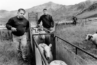 Les éleveurs montent trier les brebis prêtes à agneler fin août. Champsaur, Hautes-Alpes