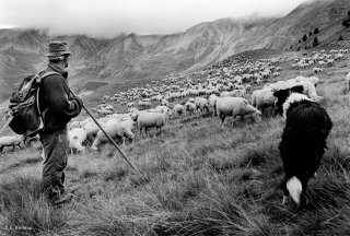 Daniel, berger dans le Champsaur. Hautes-Alpes