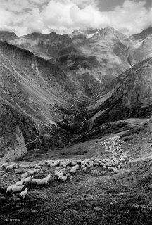 Descente du troupeau au pied de l'alpage. Valgaudemar, Hautes-Alpes