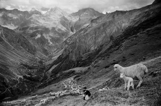 Descente du troupeau au pied de l'alpage. Valgaudemar, Hautes-Alpes