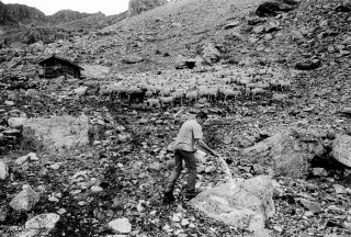 Henri, éleveur dans le Valgaudemar met du sel à ses brebis en alpage. Hautes-Alpes