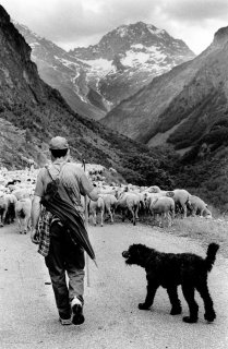 Arrivée du troupeau dans le Valgaudemar. Hautes-Alpes