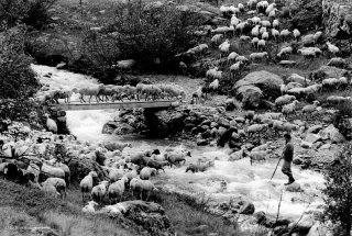 Mathieu, berger dans le Valgaudemar fait traverser le torrent à son troupeau. Hautes-Alpes