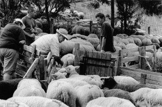 Les éleveurs montent trier les brebis prêtes à agneler fin août. Valgaudemar, Hautes-Alpes