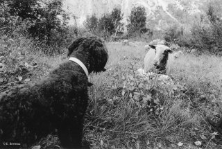 Rencontre entre chienne Berger de Crau et brebis dans le Valgaudemar. Hautes-Alpes