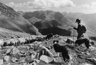 Belou, berger dans le Champsaur. Hautes-Alpes