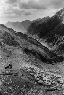 Rassemblement du troupeau dans le Valgaudemar. Hautes-Alpes