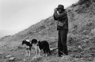 Belou et ses chiens, berger dans le Champsaur guette son troupeau. Hautes-Alpes