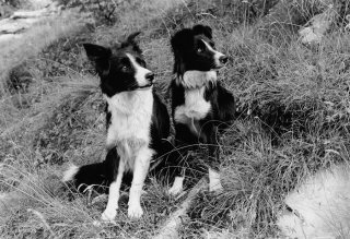 Chiens de berger Border Collie