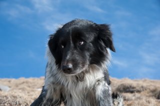 Titan, chien de berger de race Border Collie. Isère