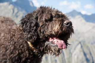 Chienne de race berger de Crau. Valgaudemar, Hautes-Alpes