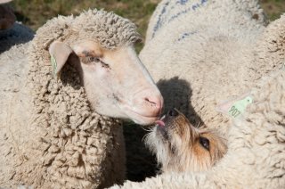 Chien de berger dans le Dévoluy. Hautes-Alpes