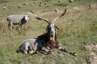 Bouc de Rove dans le Vercors