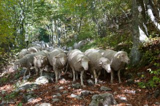 Transhumance dans le Vercors