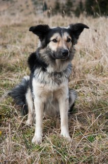 Colosse, chien de berger de race Border Collie. Isère