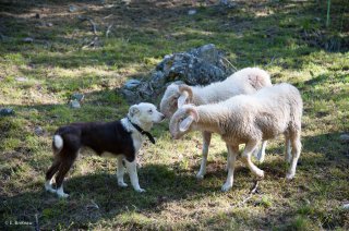 Chien de berger Border Collie et agneaux de race Basco Béarnaise. Champsaur, Hautes-Alpes