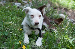 Chien de berger de race Border Collie. Champsaur, Hautes-Alpes