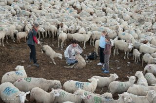 Soin des brebis. Alpage du Champsaur, Hautes-Alpes