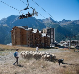 Troupeau dans la station d'Orcières Merlette en Champsaur. Hautes-Alpes