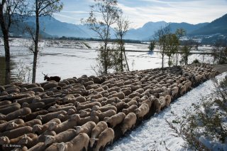 Retour de transhumance dans le Trièves. Isère